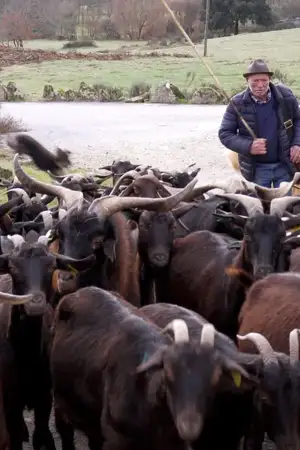 Pastor caminha atrás de rebanho de cabras de raça charnequeira beirã